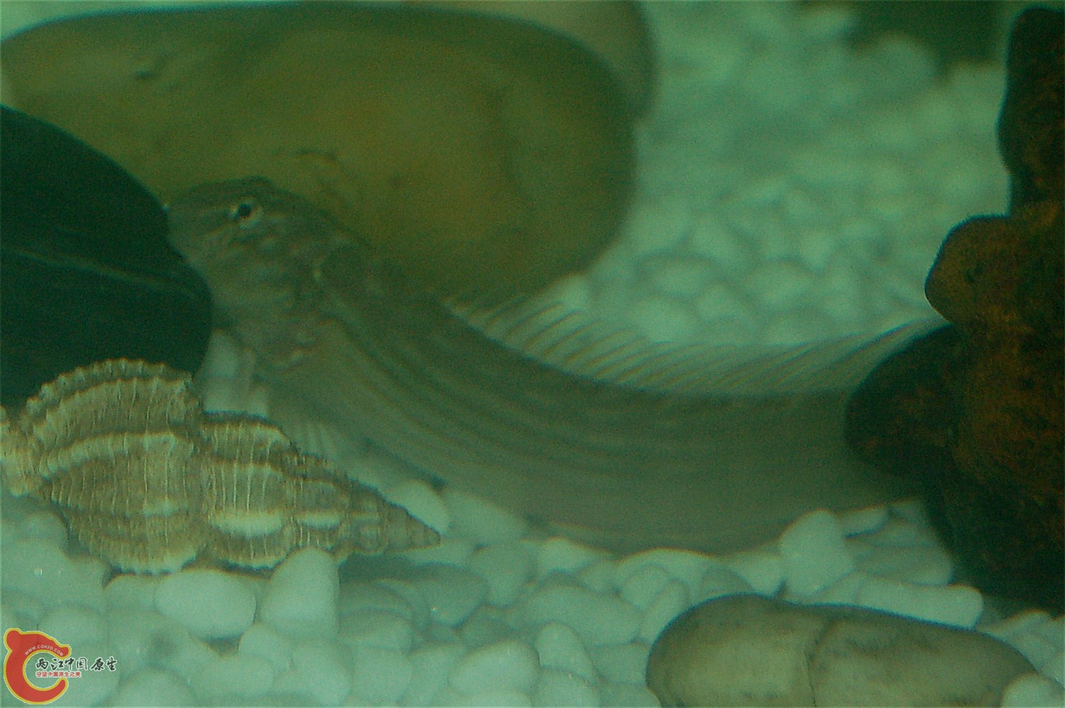 这样看清楚些，显然不是斑头肩鳃鳚