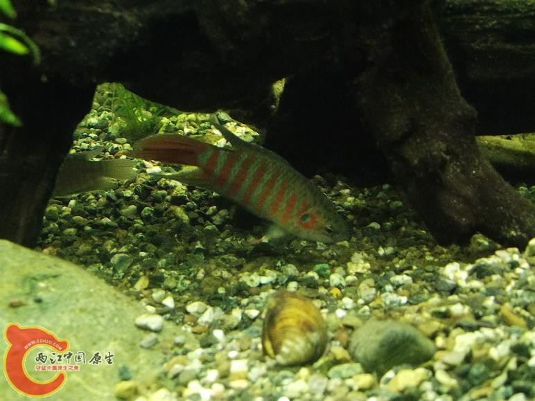 DSCF1565.JPG