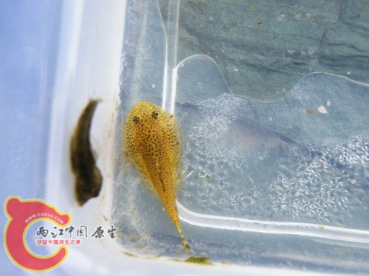这个一浅一深