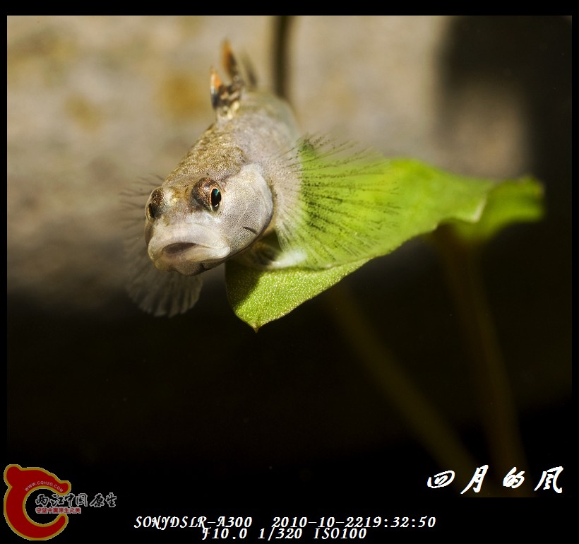 DSC03718a.jpg