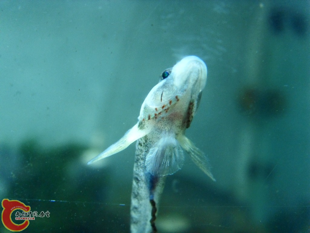 SDC14754.JPG