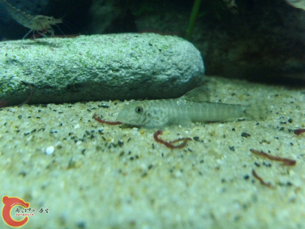 SDC14777.JPG