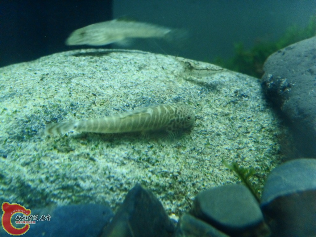 SDC14838.JPG