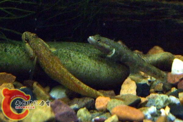 DSCF4736.jpg