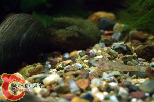 DSCF4730.jpg