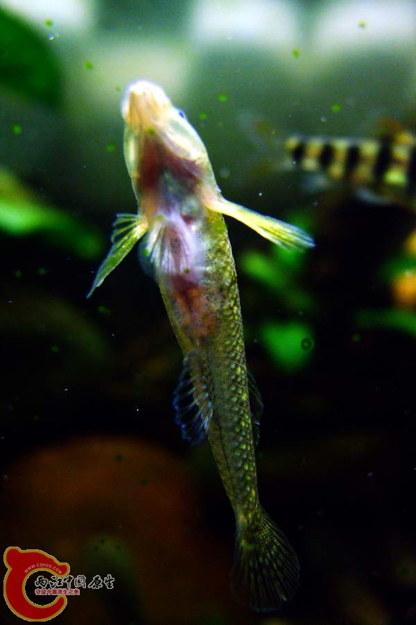 DSCF4954.jpg
