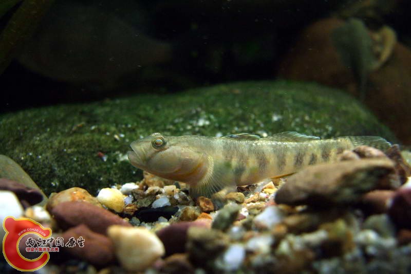 DSCF4929.jpg