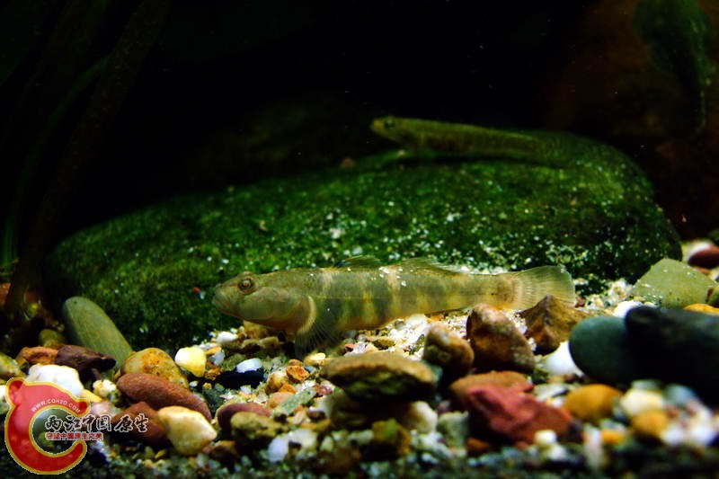 DSCF4939.jpg