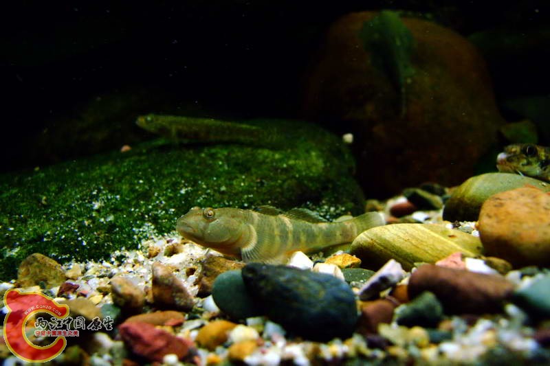 DSCF4938.jpg