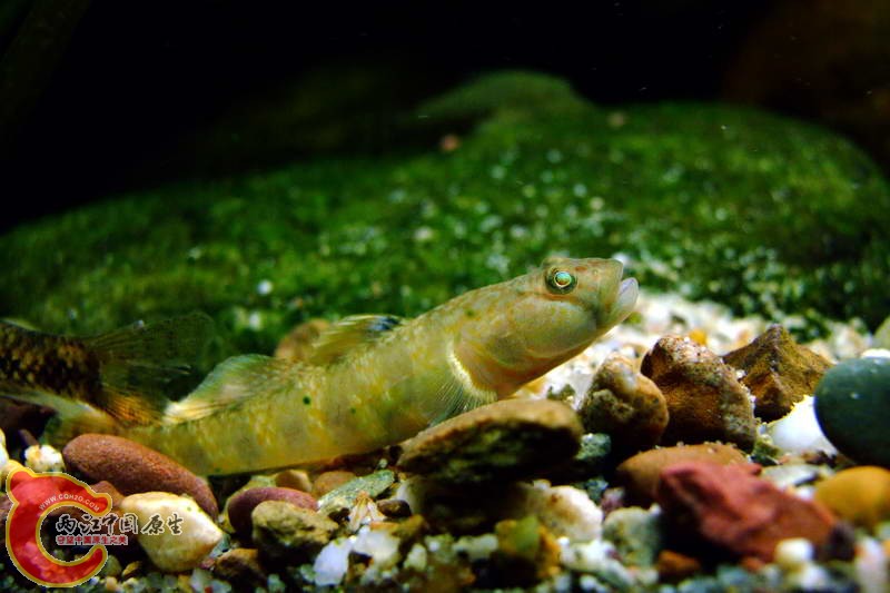 DSCF4950.jpg
