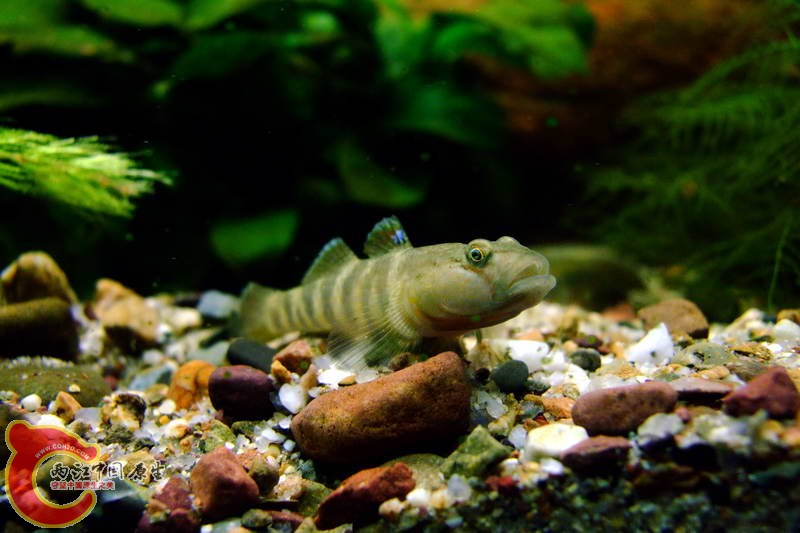 DSCF4943.jpg
