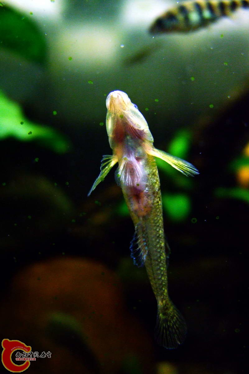 DSCF4955.jpg