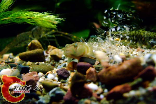 DSCF4976.jpg