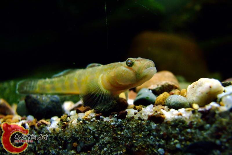 DSCF4968.jpg