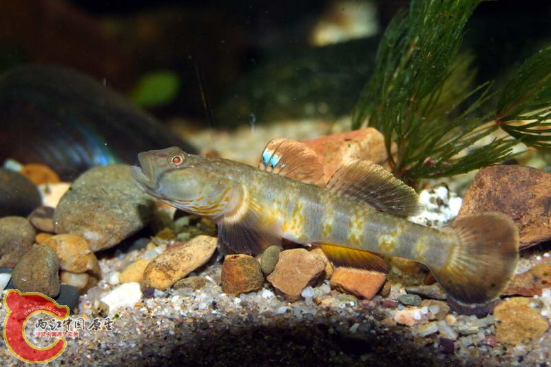 DSCF5132.jpg