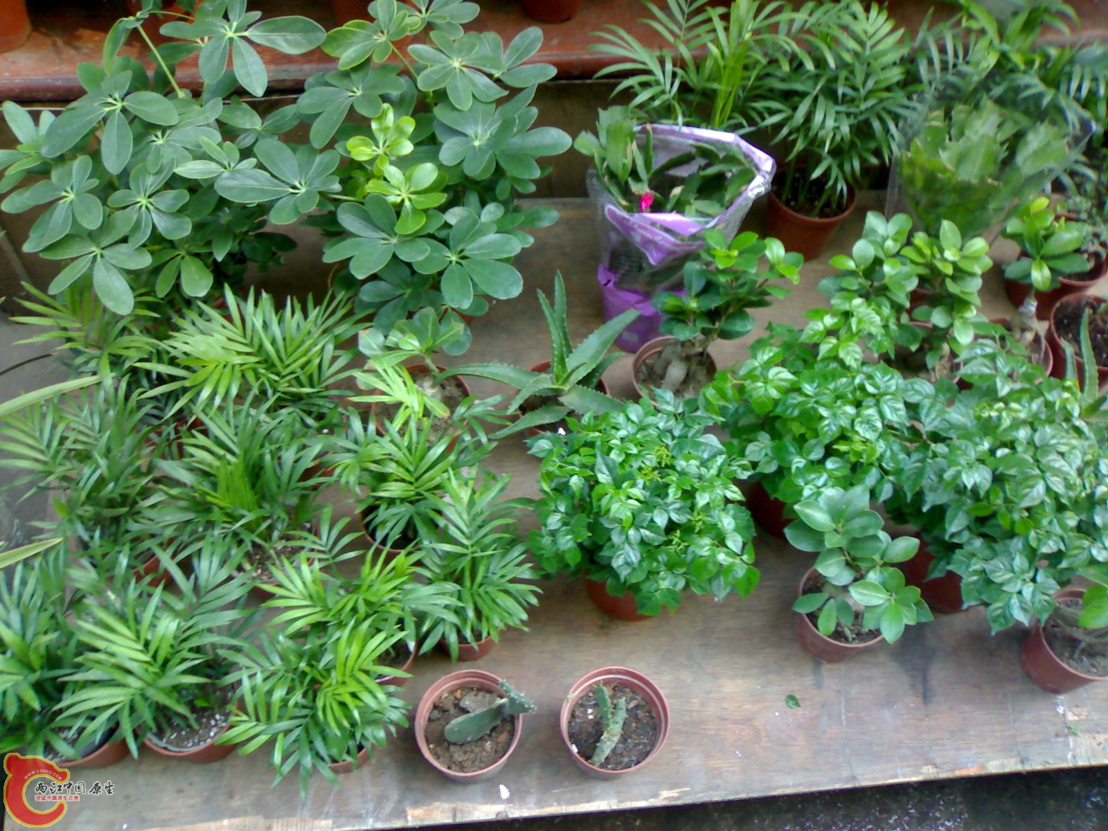 20101030612.jpg