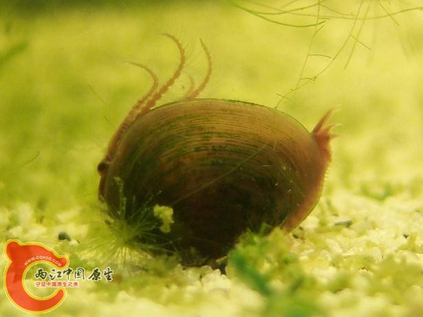 clam shrimp0.JPG
