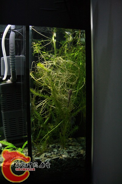 生物过滤区