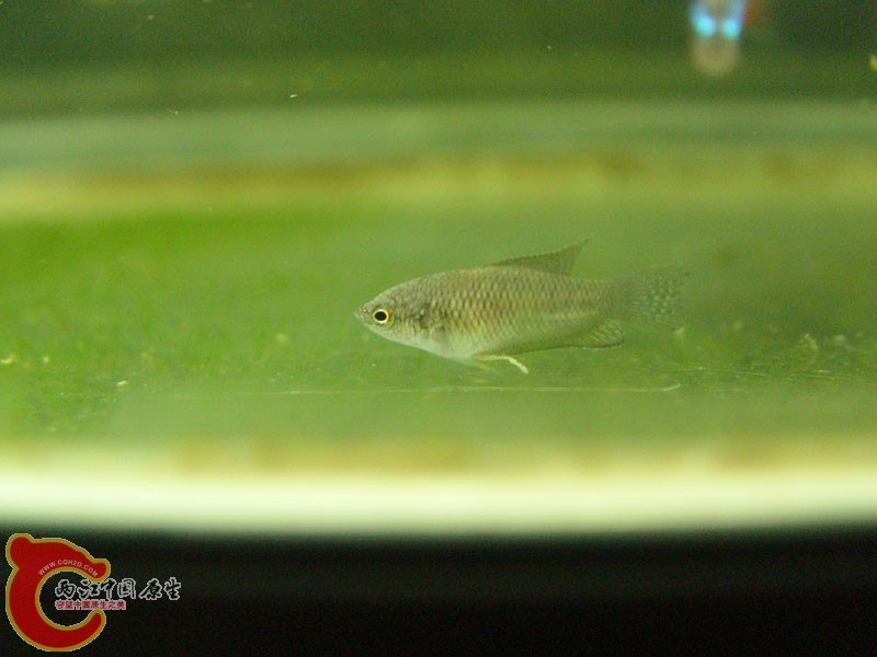 DSC00769p.jpg