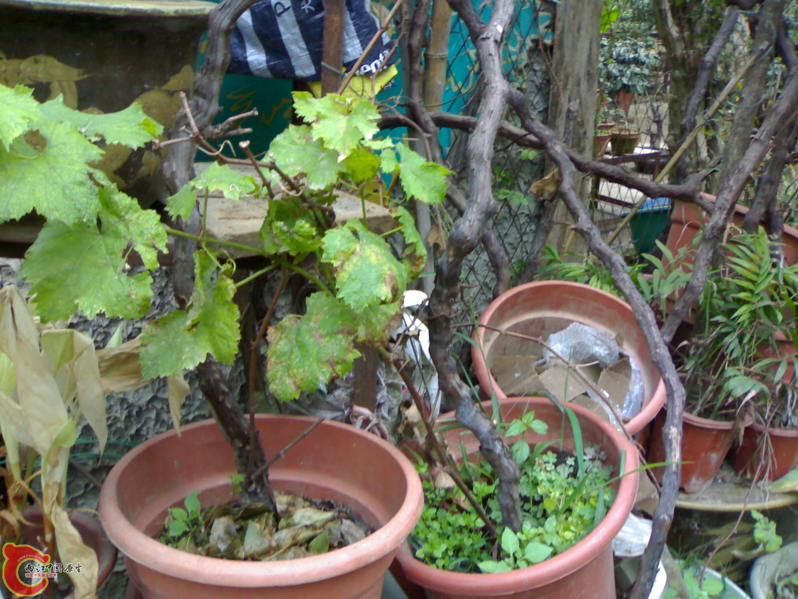 20101111849.jpg