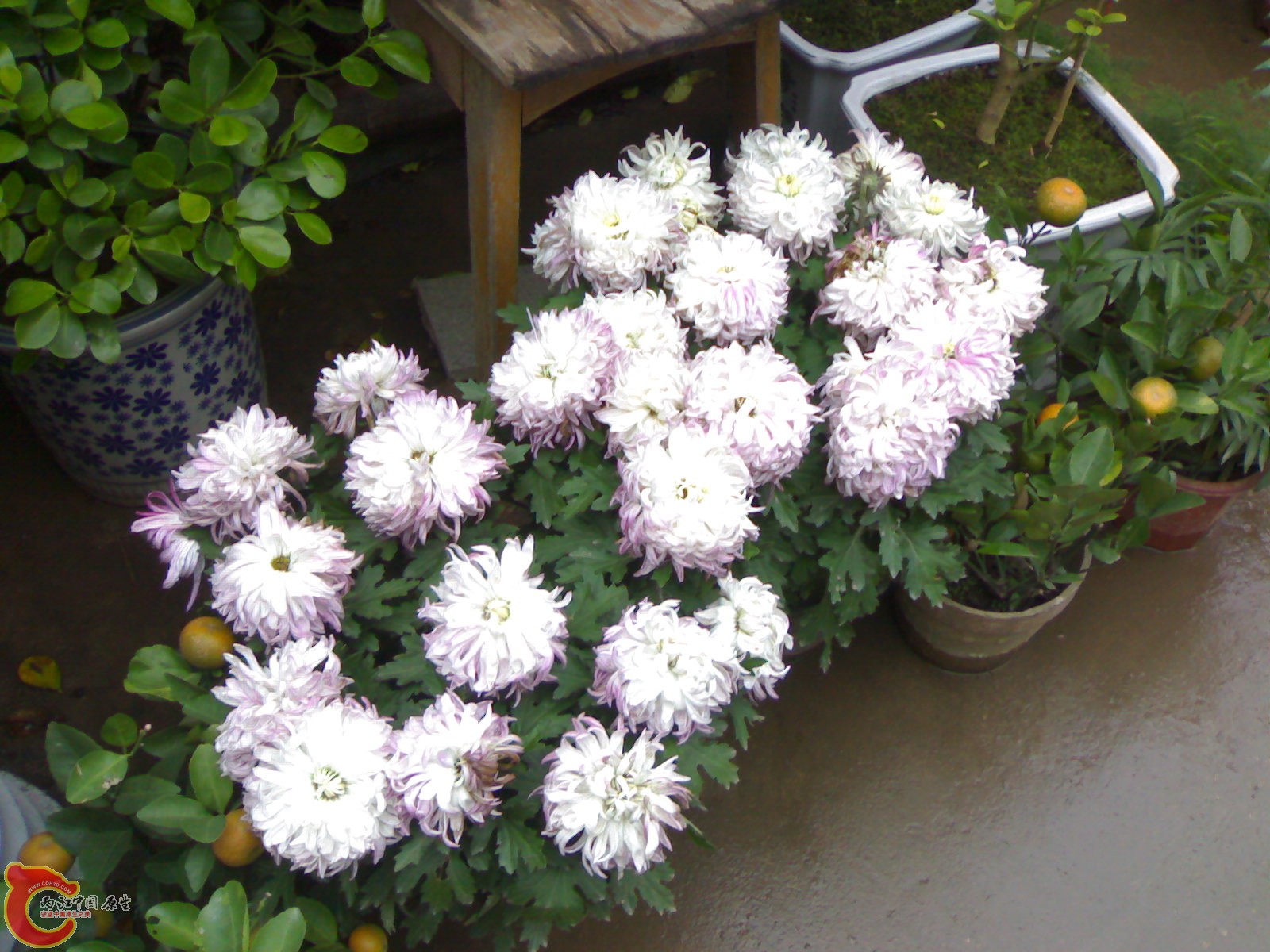 20101111851.jpg
