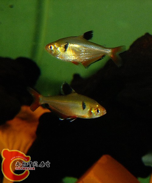 DSCF9668(500).jpg