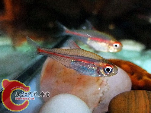 DSCF9347(500).jpg