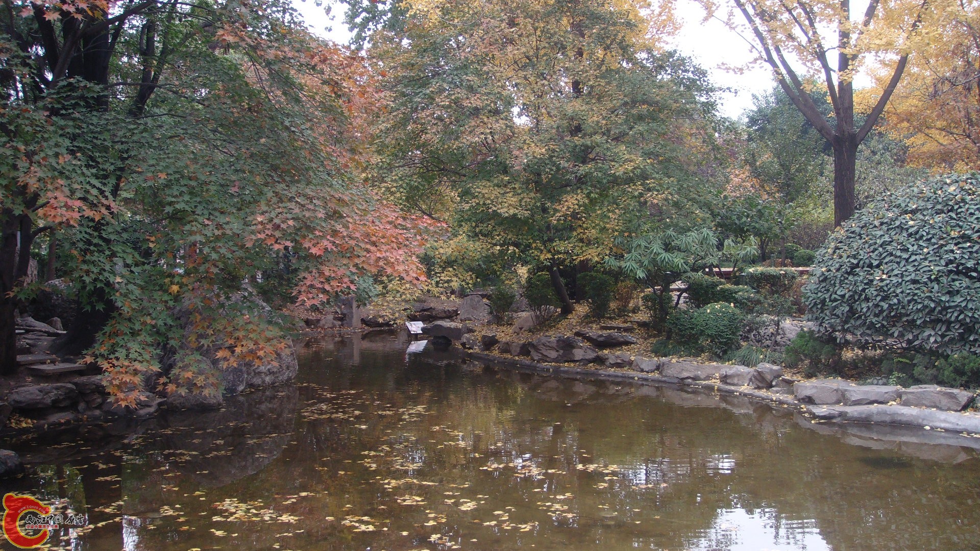 放鱼的那个池塘