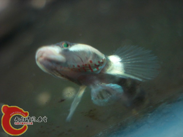 DSC04860.JPG