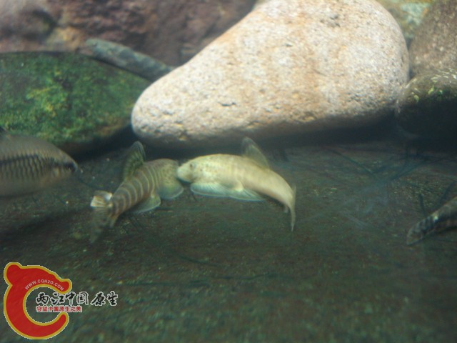 DSC04923.JPG