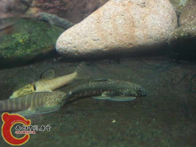 DSC04920.JPG