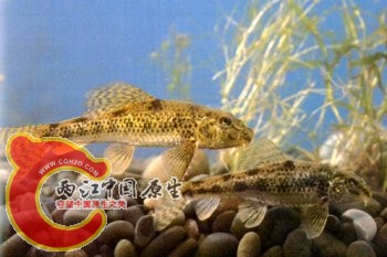 棒花鱼.jpg