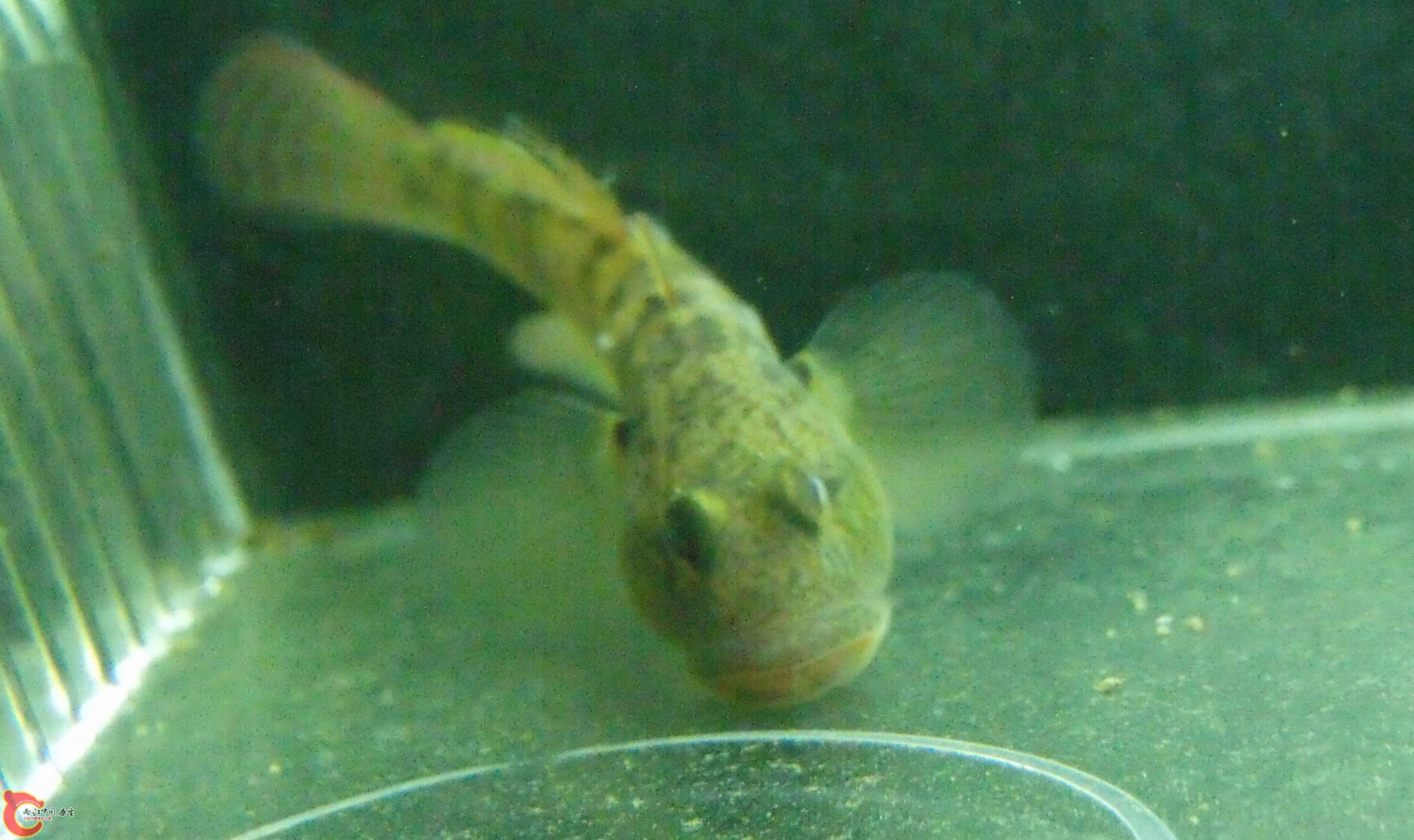 DSCF1576.jpg
