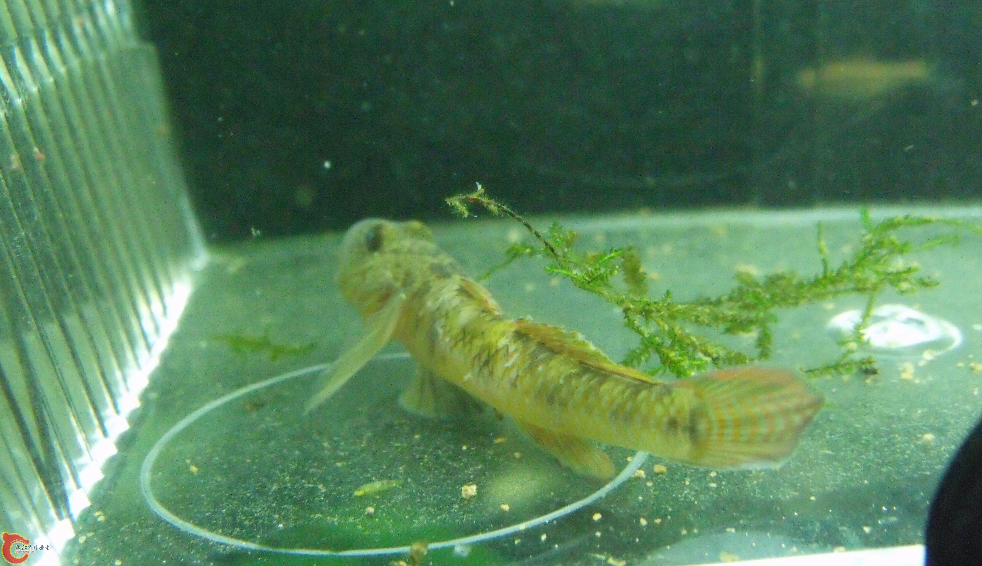 DSCF1562.jpg