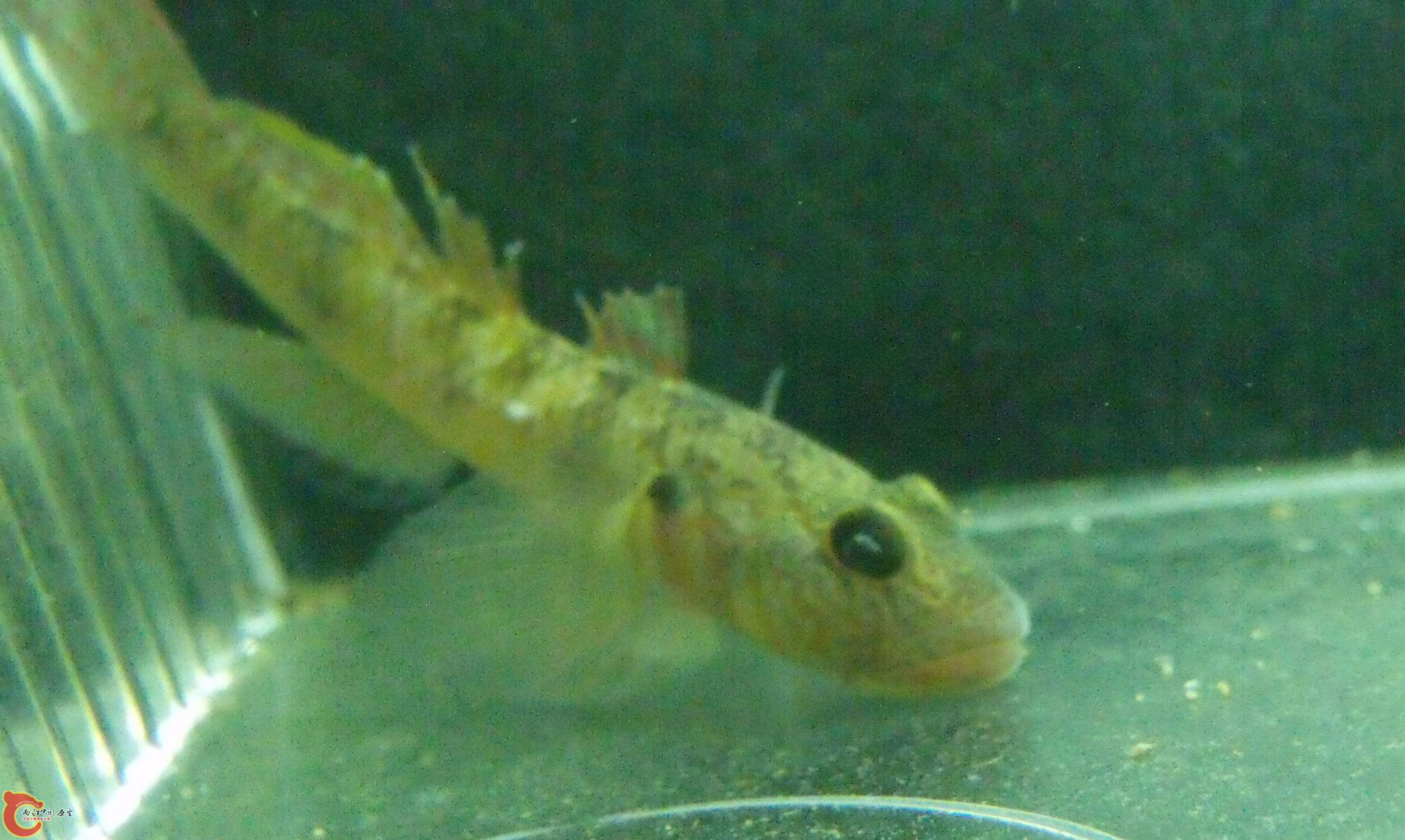 DSCF1575.jpg