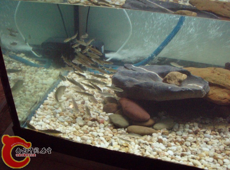 好多鱼自己都不认识