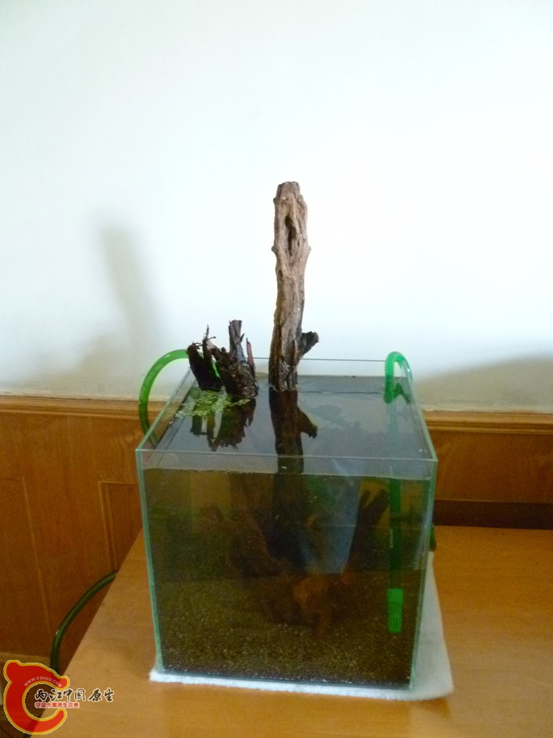 P1010742.jpg
