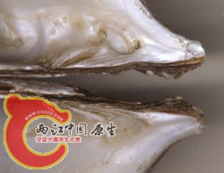 ArconaiaHTeeth150.jpg