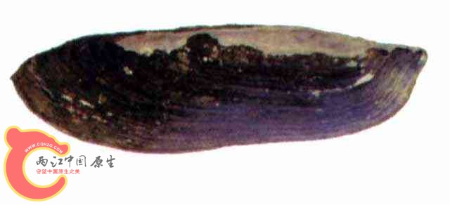 SW00600032.jpg