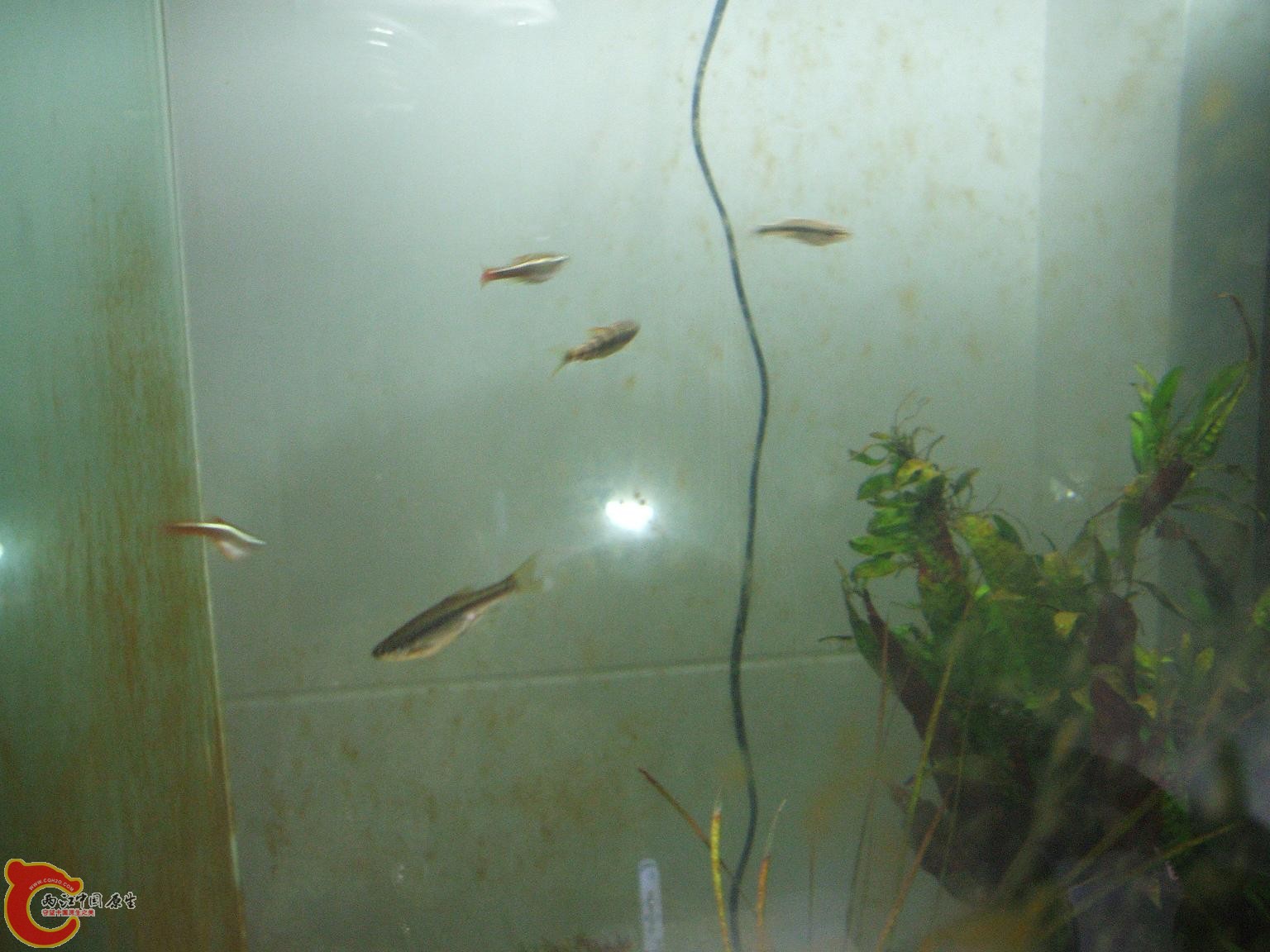 白云、光唇和某种頜