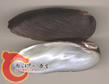 pisciculus100.jpg