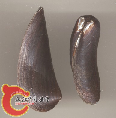 2pisciculus100.jpg