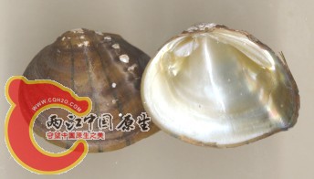 Schistospinosus150.jpg