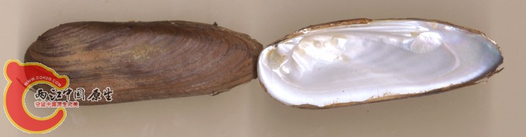 Leucylindrica100.jpg