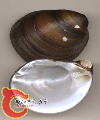 Lamprotulatortulosa100.jpg