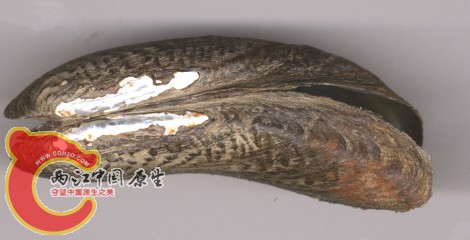 Lanctriformis150d.jpg