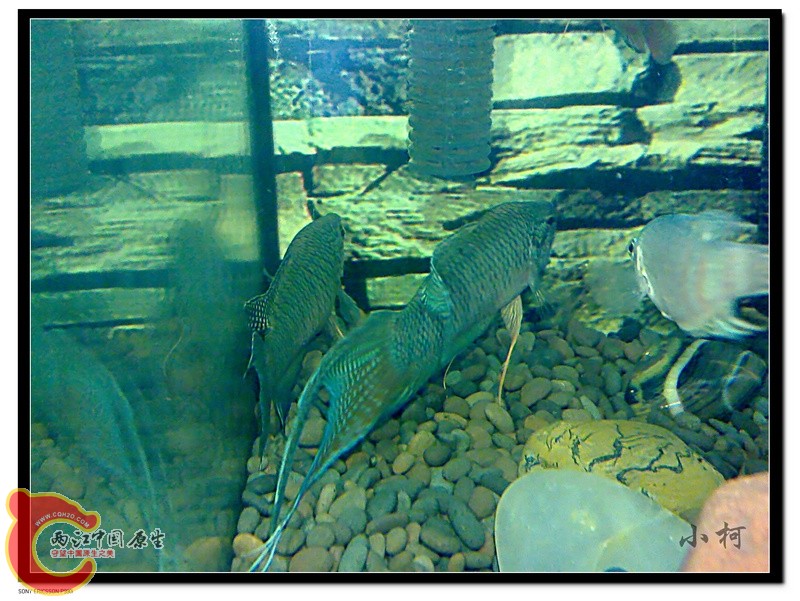 nEO_IMG_DSC00553_wm.jpg