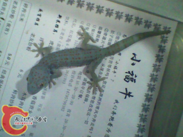 IMG0174A.jpg