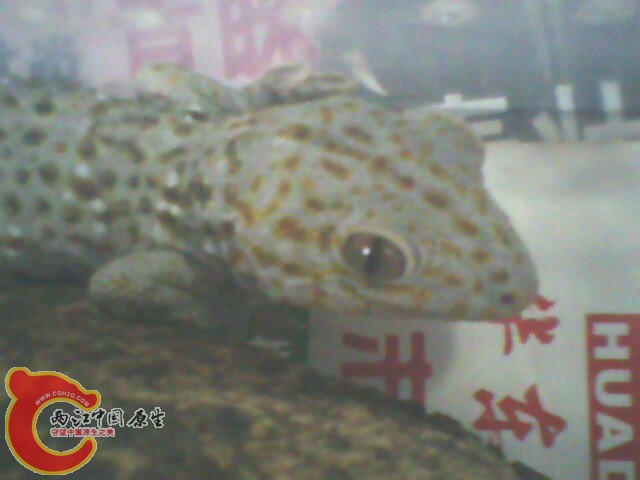 IMG0181A.jpg