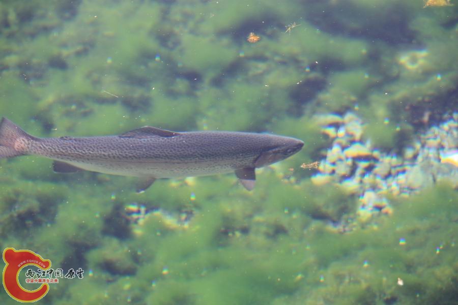 IMG_9368.JPG